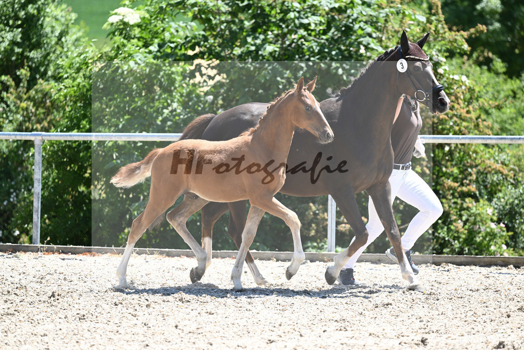 Kat-Nr. 3 HF Thuraus Giotto_Hummer_16230625 | hf-fotografie - Realisiert mit Pictrs.com