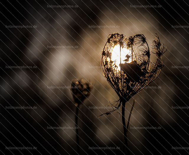 IMG_8802 | Fotograf Leipzig für Hochzeiten, Familienfeste & Porträts. Persönlich, ehrlich & echt – Emotion im Fokus. Jetzt Fotoshooting bei Holzmannphotos buchen!