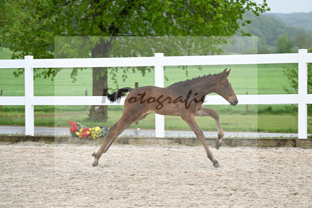 Kat-Nr. 48 SF Chaloubino PS x Cayton_Schick_23261670 | hf-fotografie - Realisiert mit Pictrs.com