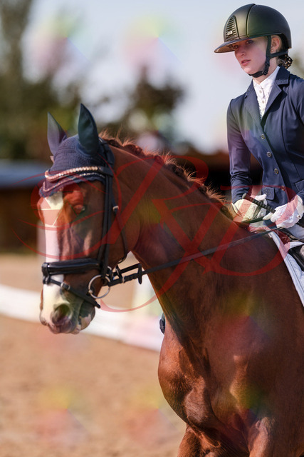 2026_10_03_Siefer-Hof_133224_Z81_89331074 | Professionelle Reitsport-, Turnier- und Eventfotografie von Robert Broda. Galerien mit ausgewählten und bearbeiteten Bildern direkt online ansehen und bestellen.