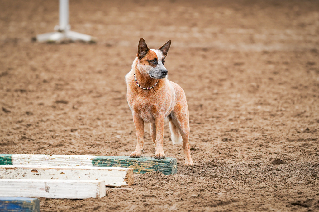 DSC02698 | Pferdegrafie