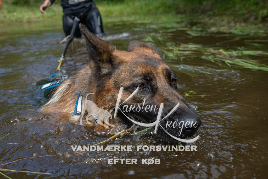 1127DKK990299 | kk-dogfotos