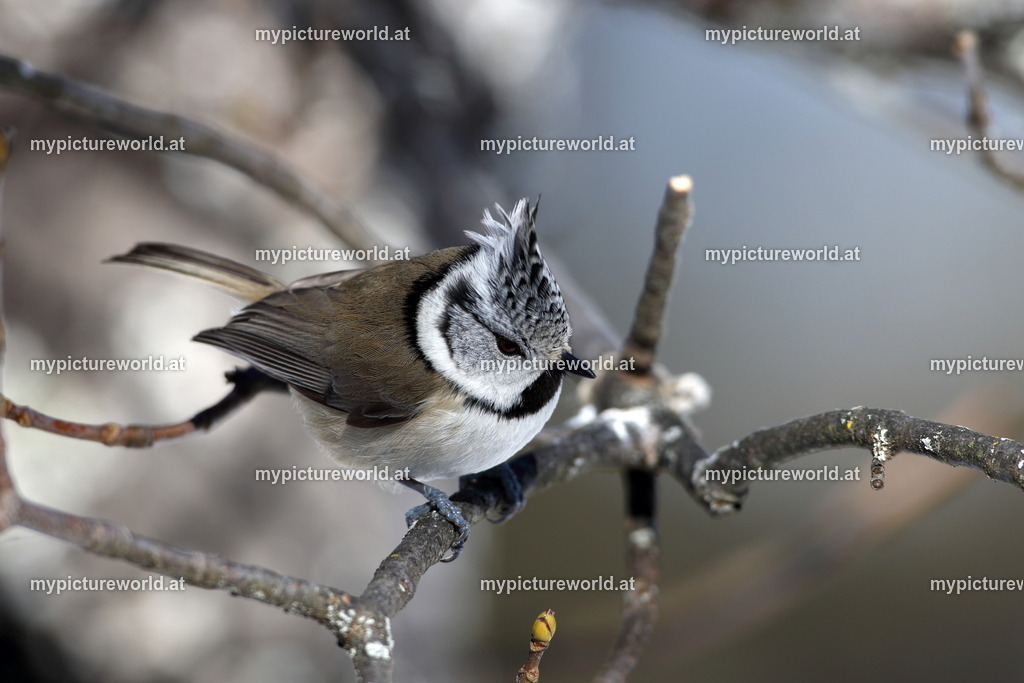 Haubenmeise-029 | Das Bilderarchiv über Tiere, Planzen und Landschaften. In der Bilddatenbank finden Sie ein große Auswahl an hochwertigen Bilder für Ihre Werbung - Realized with Pictrs.com