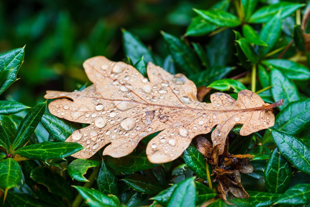 Blatt mit Regentropfen auf einer Hecke | Blatt mit Regentropfen auf einer Hecke.