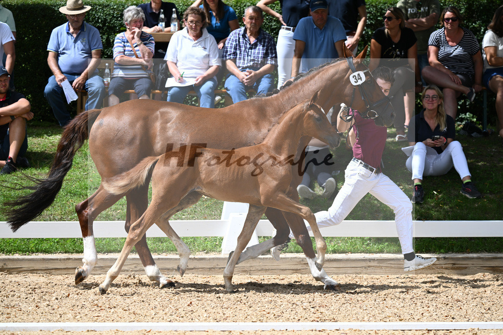 Kat-Nr. 34 SF Floricello x Del Piero_Wackerl_27230537 | hf-fotografie - Realisiert mit Pictrs.com