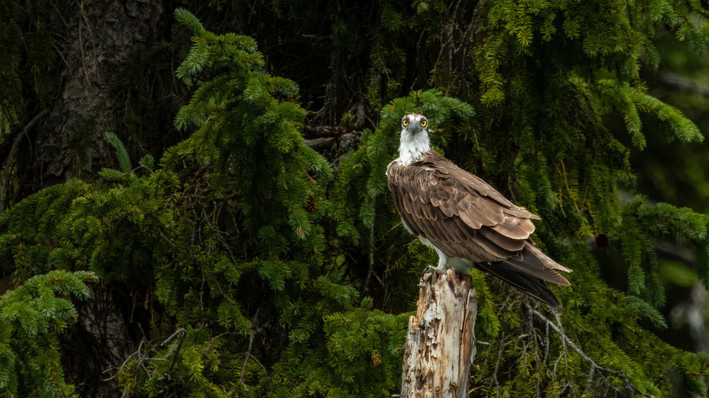 P1624651-LR | Natur im Moment - Realisiert mit Pictrs.com