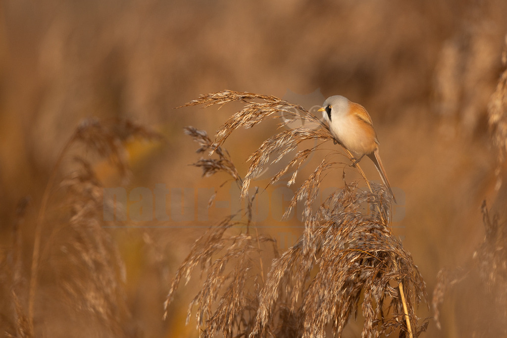 R5NF9054_20241017 | Das Bild zeigt eine männliche Bartmeise (Panurus biarmicus), die auf einem Schilfhalm sitzt. Der Vogel hat ein graues Gefieder am Kopf, einen orangefarbenen Körper und einen gelben Schnabel. Charakteristisch für das Männchen ist der schwarze Bartstreif. Die Bartmeise scheint sich an dem Schilf festzuhalten, möglicherweise um nach Nahrung zu suchen oder sich auszuruhen. - Realisiert mit Pictrs.com