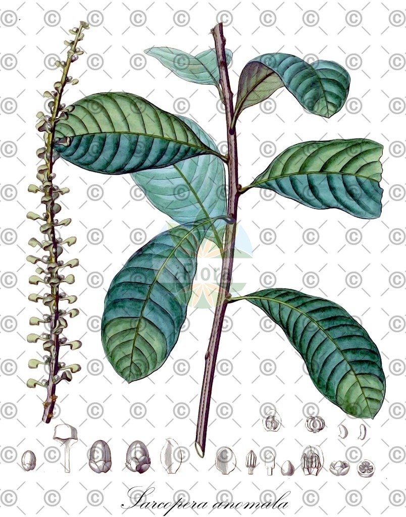 HistAbb_wfo-0000303804_1_ENZY_Simple | Historische Abbildung von Sarcopera anomala - Marcgraviaceae | Historical Illustration of Sarcopera anomala - Marcgraviaceae