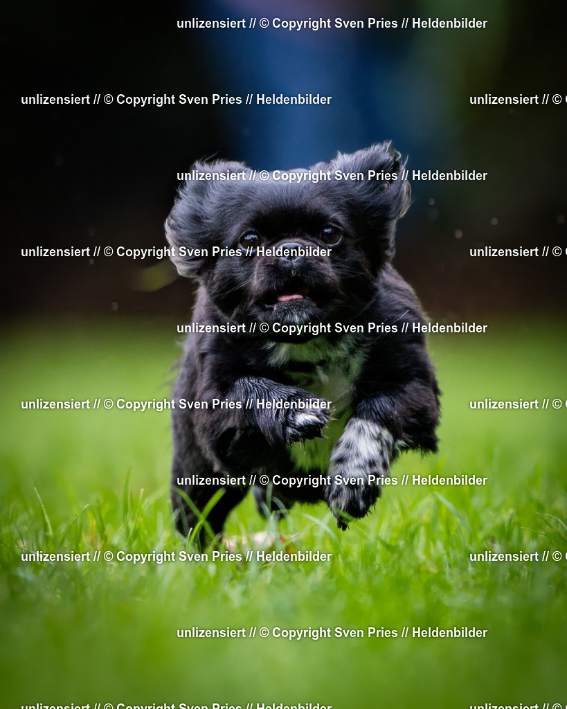 Sven Pries | 2024-10-19 - Hunderennen Ober-Grombach - Realisiert mit Pictrs.com