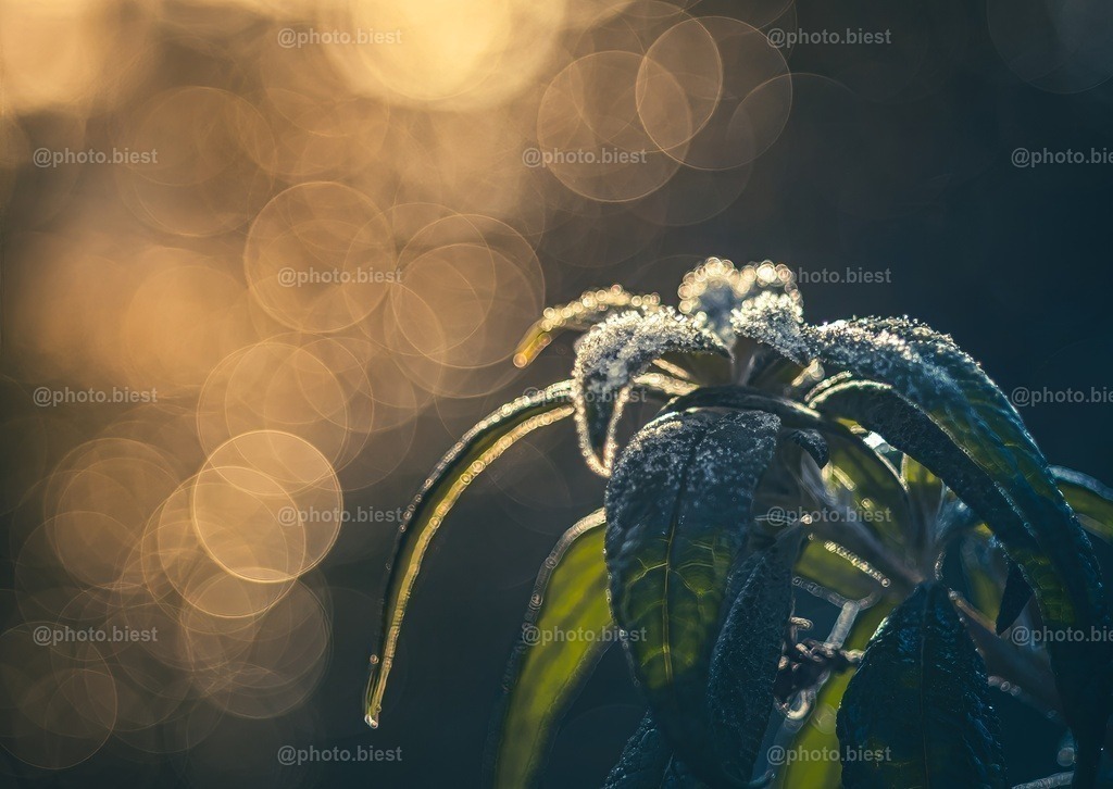 Eisflieder mit Sonne | Der Sommerflieder im Winterlicht. - Realisiert mit Pictrs.com