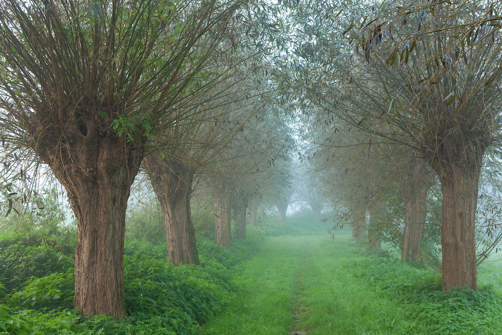 111002-039 | Europa, DEU, Deutschland, Nordrhein Westfalen, NRW, Rheinland, Niederrhein, Wachtendonk, Naturpark Schwalm-Nette, Flussaue ( Niers ), Auenlandschaft, Morgenstimmung, Nebel, Typische Kopfweiden, Kategorien und Themen, Natur, Umwelt, Landschaft, Jahreszeiten, Stimmungen, Landschaftsfotografie, Landschaften, Landschaftsphoto, Landschaftsphotographie, Naturschutz, Naturschutzgebiete, Landschaftsschutz, Biotop, Biotope, Landschaftsschutzgebiete, Landschaftsschutzgebiet, Oekologie, Oekologisch, Typisch, Landschaftstypisch, Landschaftspflege

[Fuer die Nutzung gelten die jeweils gueltigen Allgemeinen Liefer-und Geschaeftsbedingungen. Nutzung nur gegen Verwendungsmeldung und Nachweis. Download der AGB unter http://www.image-box.com oder werden auf Anfrage zugesendet. Freigabe ist vorher erforderlich. Jede Nutzung des Fotos ist honorarpflichtig gemaess derzeit gueltiger MFM Liste - Kontakt, Uwe Schmid-Fotografie, Duisburg, Tel. (+49).2065.677997, archiv@image-box.com, www.image-box.com] - Realisiert mit Pictrs.com