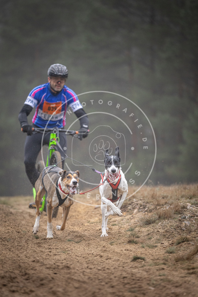 Pfotenfotografie_DV3A0879 | Hundefotografie, Tierfotograf, Pfotenfotografie, Fotoshooting Hund, Hunde Portrait, Hundesport, Hundeportraits, Heideshooting, Hunde, Sportfotograf, Hundefotograf, Turnierhundsport, THS,  - Realisiert mit Pictrs.com