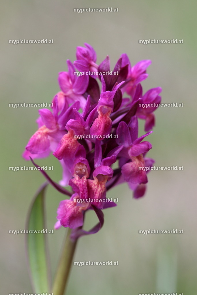 Holunder-Knabenkraut-006 | Das Bilderarchiv über Tiere, Planzen und Landschaften. In der Bilddatenbank finden Sie ein große Auswahl an hochwertigen Bilder für Ihre Werbung - Realized with Pictrs.com