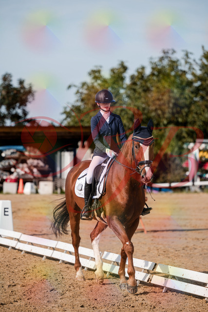 2026_10_03_Siefer-Hof_123655_Z63_54607660 | Professionelle Reitsport-, Turnier- und Eventfotografie von Robert Broda. Galerien mit ausgewählten und bearbeiteten Bildern direkt online ansehen und bestellen.