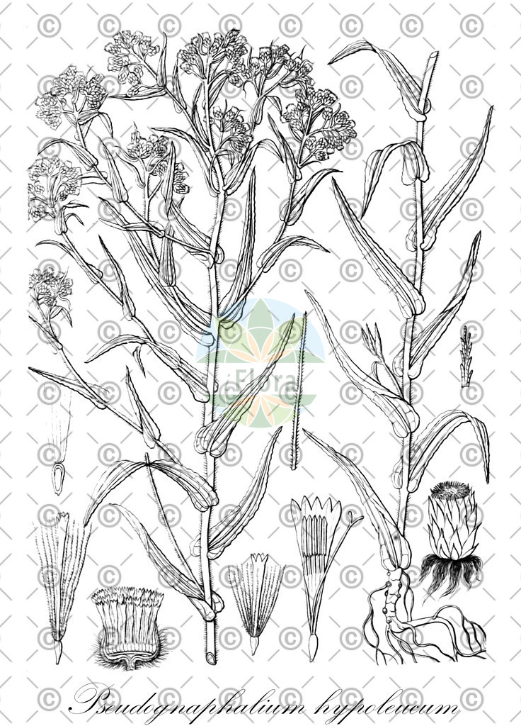 HistAbb_wfo-0000283998_1_ENZY_Simple | Historische Abbildung von Pseudognaphalium hypoleucum - Asteraceae | Historical Illustration of Pseudognaphalium hypoleucum - Asteraceae