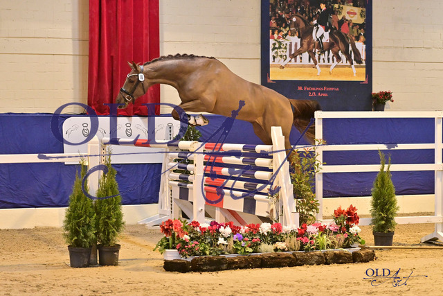 16 DE431310786121 Diablue PS - Cordino - Polydor DSC_3998 | <meta name="description" content="★Offizieller Merchandise und Foto-/Videostore des Oldenburger Verbandes.★ ✅Jetzt auch digital Ausdrucke erhältlich." />
<meta name="keywords" content="Merchandise Foto-/Videostore Oldenburger Verband Photographie 