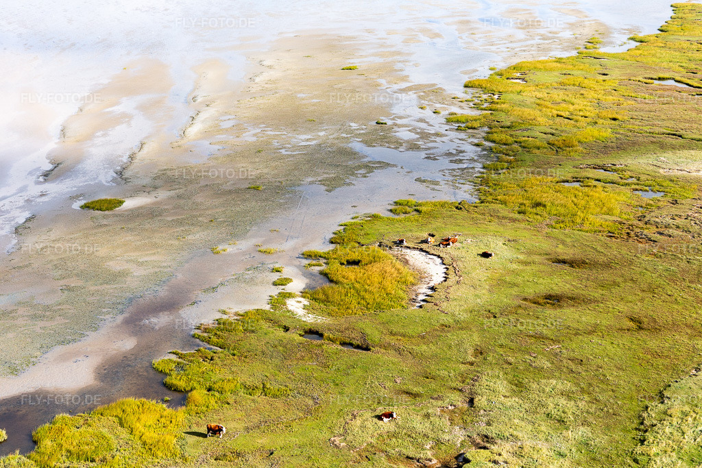 Luftbild: RInder in den Dünen am Sandstrand in Fanø im Bundesland Syddanmark in Dänemark. Foto: IMG_118581.jpg vom 21.09.2019 durch Werner Riehm/FLY-FOTO.de
