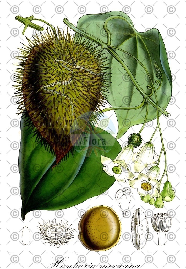 HistAbb_wfo-0000979170_1_ENZY_Simple | Historische Abbildung von Hanburia mexicana - Cucurbitaceae | Historical Illustration of Hanburia mexicana - Cucurbitaceae