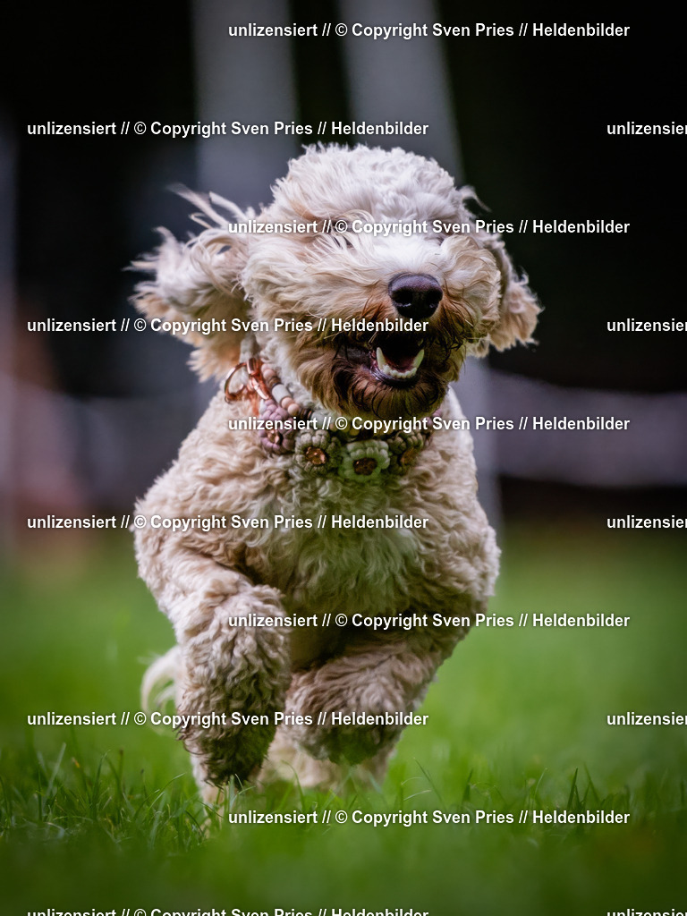 Sven Pries | 2024-10-19 - Hunderennen Ober-Grombach - Realisiert mit Pictrs.com