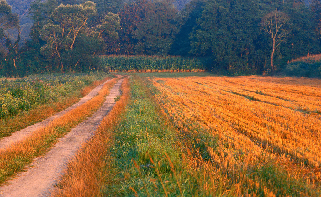 Weg neben einem Getreidefeld | Europa, Austria, Burgenland, Rohrbrunn; Weg neben einem Getreidefeld im Morgenlicht. - Realisiert mit Pictrs.com