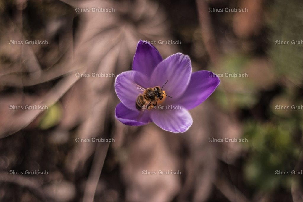 Biene in Krokus | Lila Lubbenbomm - Artwork by Ines Grubisch - Realisiert mit Pictrs.com