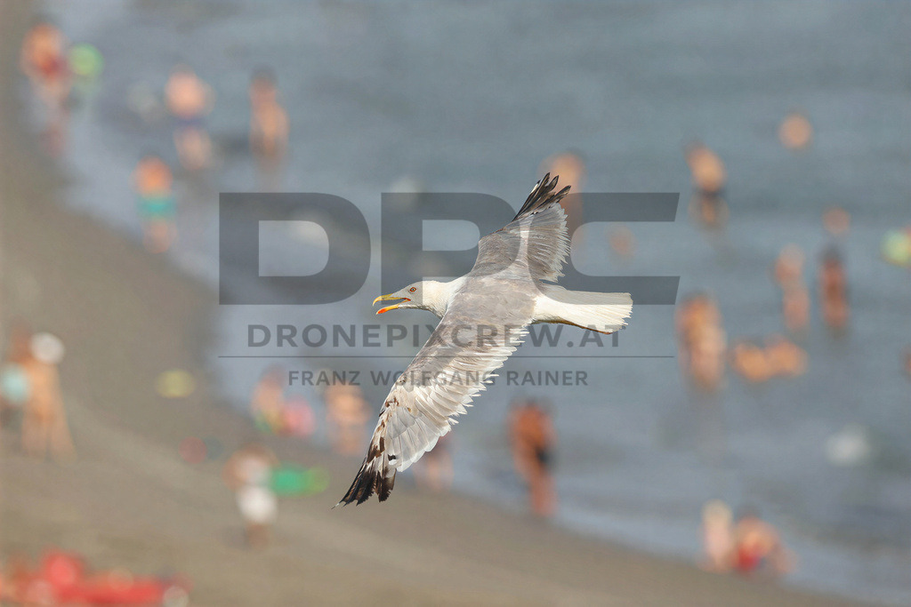 Yellow-legged Gull (Larus michahellis) | Yellow-legged Gull (Larus michahellis), a large gull species commonly found along Mediterranean coasts, rocky shorelines, harbours and coastal areas. - Realisiert mit Pictrs.com