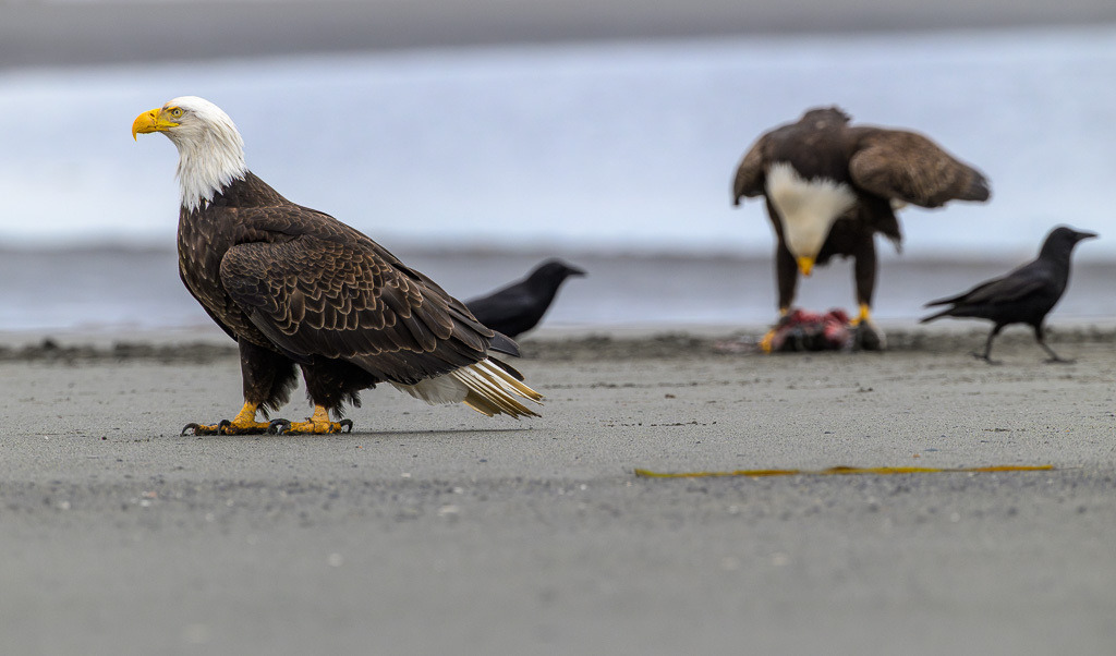 Alaska | Anchor Pont. Weißkopfseeadler am Strand. - Realisiert mit Pictrs.com