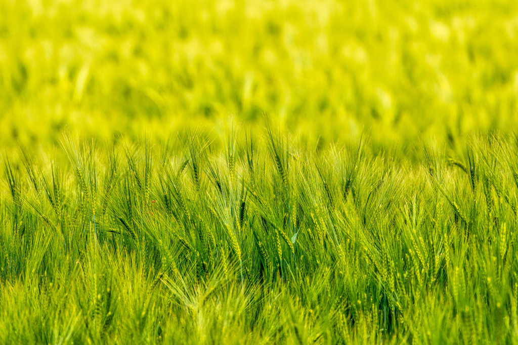 2022_05_31_DSC1964 | Hochwertig gedruckte Fotografien für die Wand, als Kalender und zum Verschenken. Hamburg & Norddeutschland und überall wo ich mit der Kamera unterwegs war.