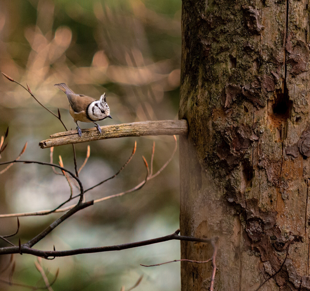 Haubenmeise auf einem Ast | Die auffällige Meisenart bekomme ich nicht oft zu sehen, umso mehr freue ich mich über dieses Foto. - Realisiert mit Pictrs.com