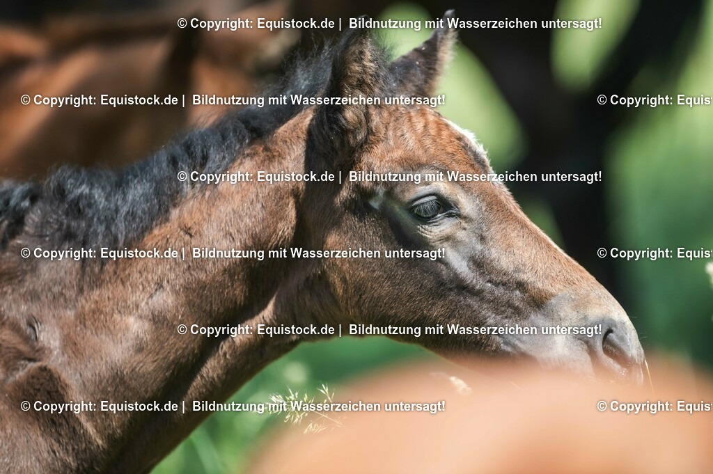 20210617_Fohlen_0123 | Foto: Thomas Hartig