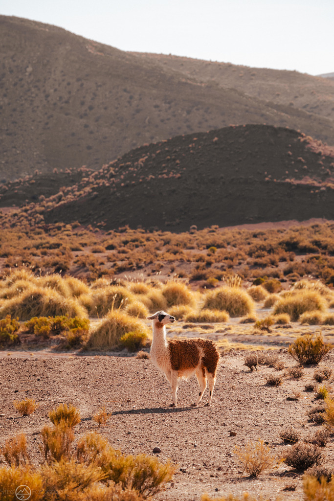 Lama | Format 3 zu 2 - Realized with Pictrs.com