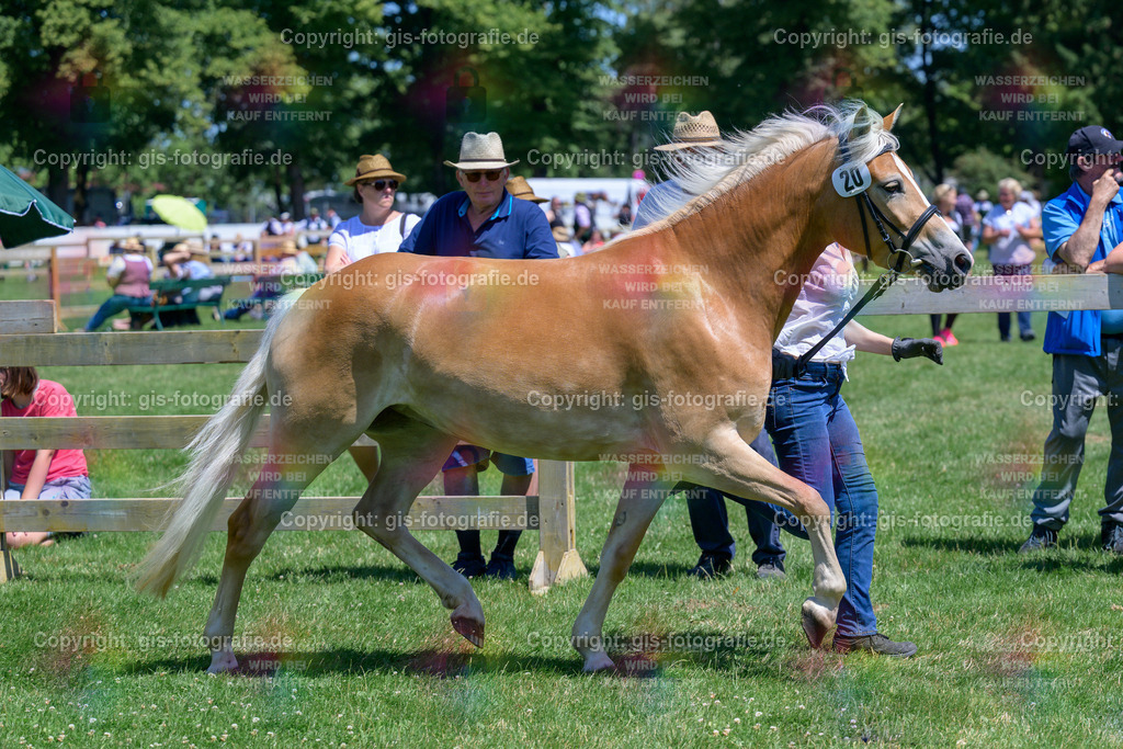 20_Gloria_v.Amor-Ass_Büchler_250621_04 | gis-fotografie