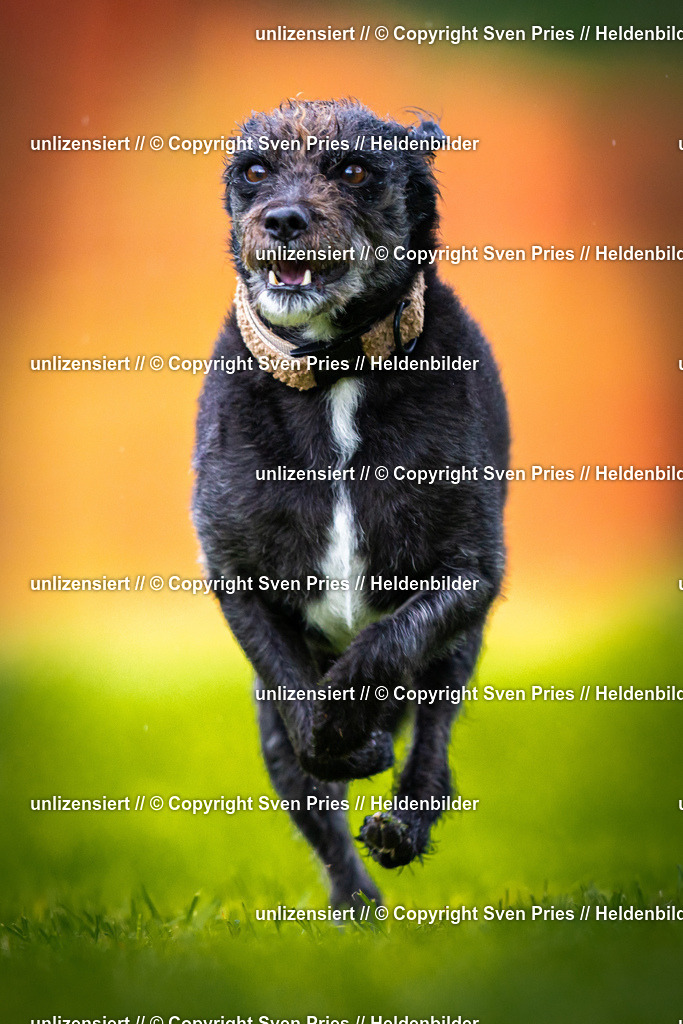 Sven Pries | 2025-09-21 - Hunderennen Baden-Oos - Realisiert mit Pictrs.com