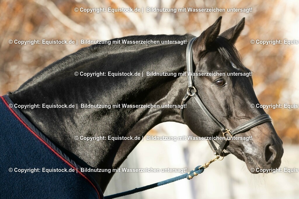 20181117_Embassy_II_HARTIG_0030 | Foto: Thomas Hartig