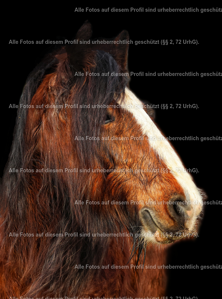 1710096578618_2 | krollfotografie - Realisiert mit Pictrs.com