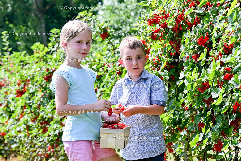 Erdbeeren_ Himbeeren_ Ribisel_ Mayer_ 20.06.2023-17 | 20.06.2023, Raffelding, AUT, Erdbeeren, Himbeeren, Ribisel, Mayer, im Bild Leonora und Maximilian im Ribiselgarten