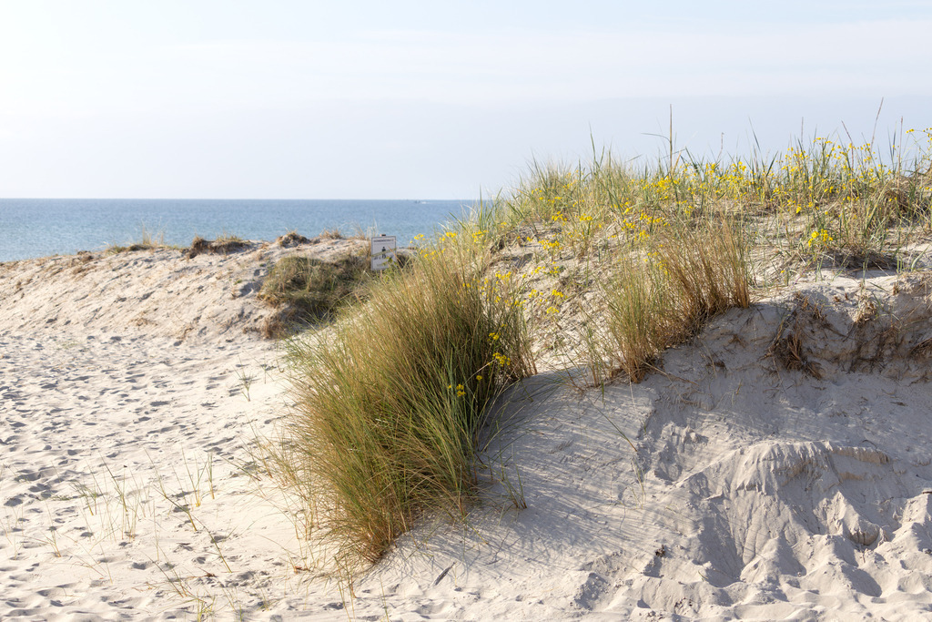 Wandbild: Düne am Ostseestrand in Grömitz | Ein idyllischer Küstenmoment in Grömitz – dieses Wandbild zeigt eine sanft bewachsene Düne mit Strandhafer. In der Ferne schimmert das Meer in sanfter Unschärfe und unterstreicht die harmonische Ruhe der Szene. Die natürlichen Farben und die warme Lichtstimmung bringen maritime Gelassenheit direkt in Ihr Zuhause und schaffen eine entspannte Atmosphäre - Realisiert mit Pictrs.com