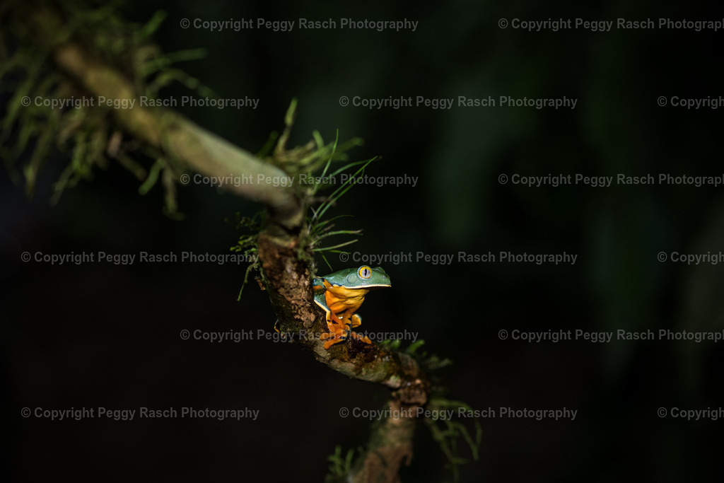 Frösche (15) | PeggyRaschPhotography - Realisiert mit Pictrs.com