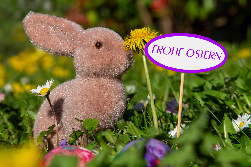Frohe Ostern: Osterhase auf einer Blumenwiese neben einem Schild mit hinzugefügtem Text FROHE OSTERN | Frohe Ostern: Osterhase auf einer Blumenwiese neben einem Schild mit hinzugefügtem Text FROHE OSTERN - Realisiert mit Pictrs.com