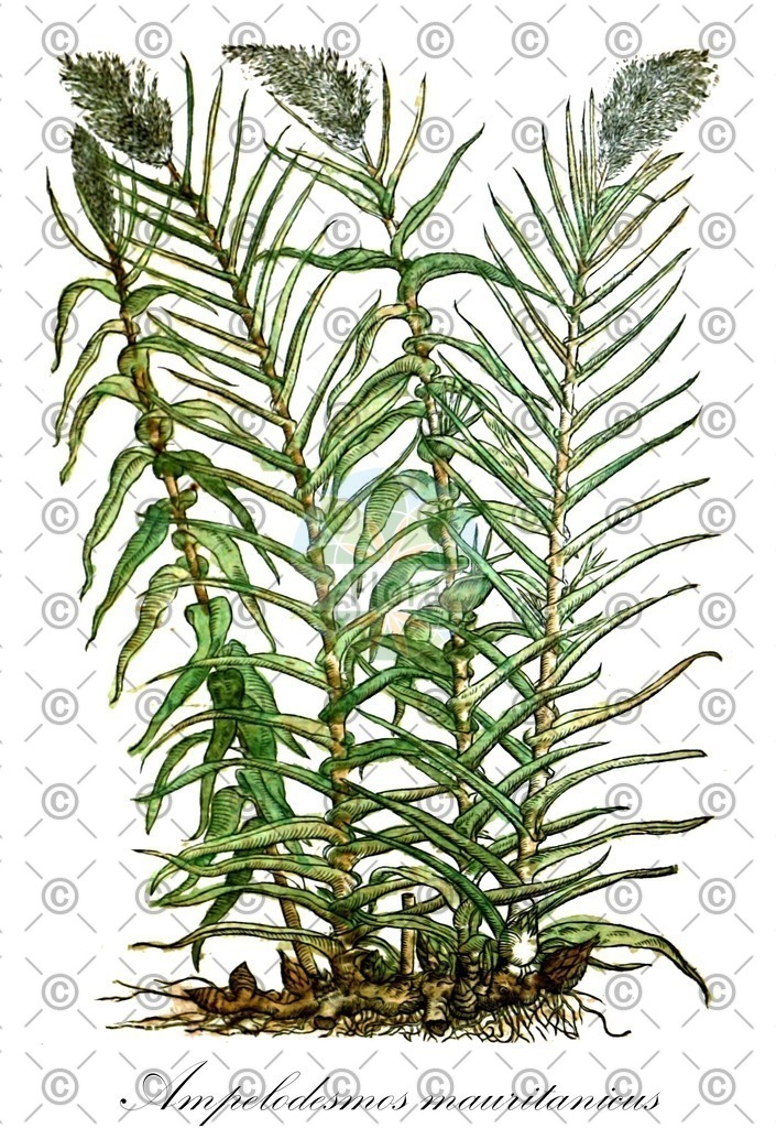 HistAbb_wfo-0000845816_2_ENZY_Simple | Historische Abbildung von Ampelodesmos mauritanicus - Poaceae | Historical Illustration of Ampelodesmos mauritanicus - Poaceae
