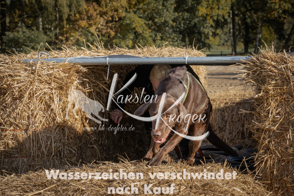 1112_ZZ90527 | kk-dogfotos