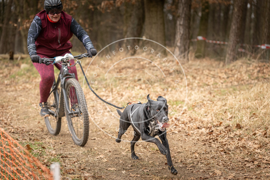 Pfotenfotografie_DV3A3370 | Hundefotografie, Tierfotograf, Pfotenfotografie, Fotoshooting Hund, Hunde Portrait, Hundesport, Hundeportraits, Heideshooting, Hunde, Sportfotograf, Hundefotograf, Turnierhundsport, THS,  - Realisiert mit Pictrs.com