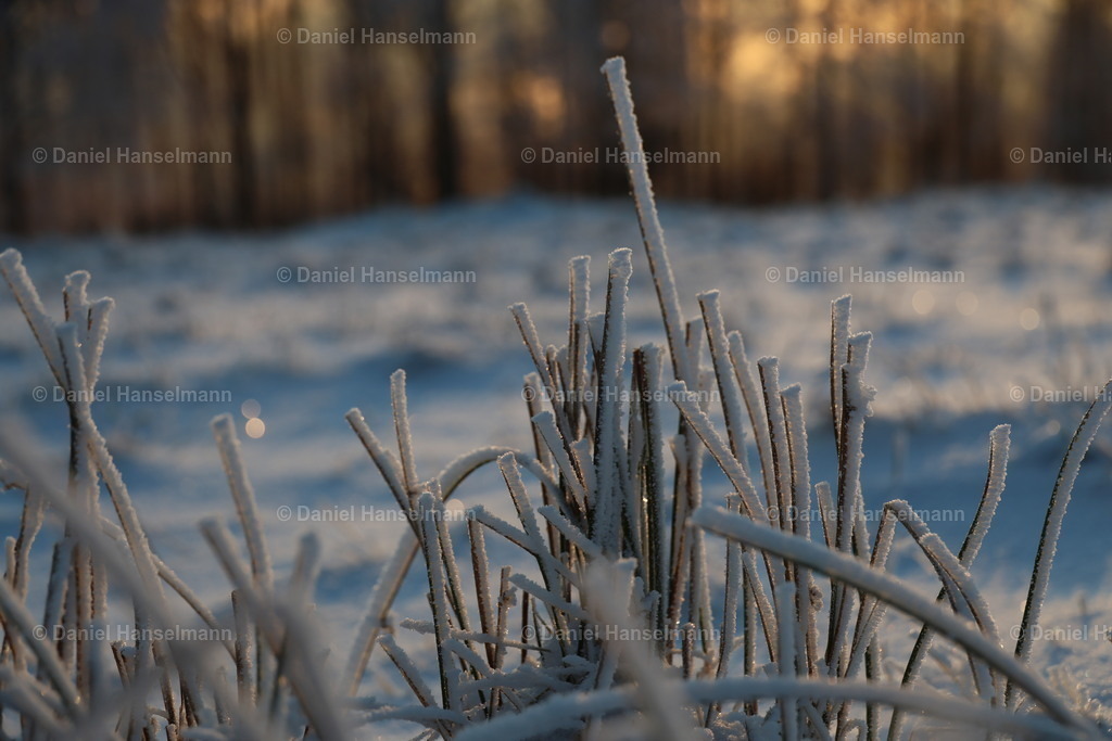 162A3862 | Hier finden Sie Poster, Leinwandfotos sowie viele weitere Fotoprodukte mit Motiven aus dem Schwarzwald, aus Freiburg und dem Kaiserstuhl zum Download und zum Bestellen.  - Realisiert mit Pictrs.com