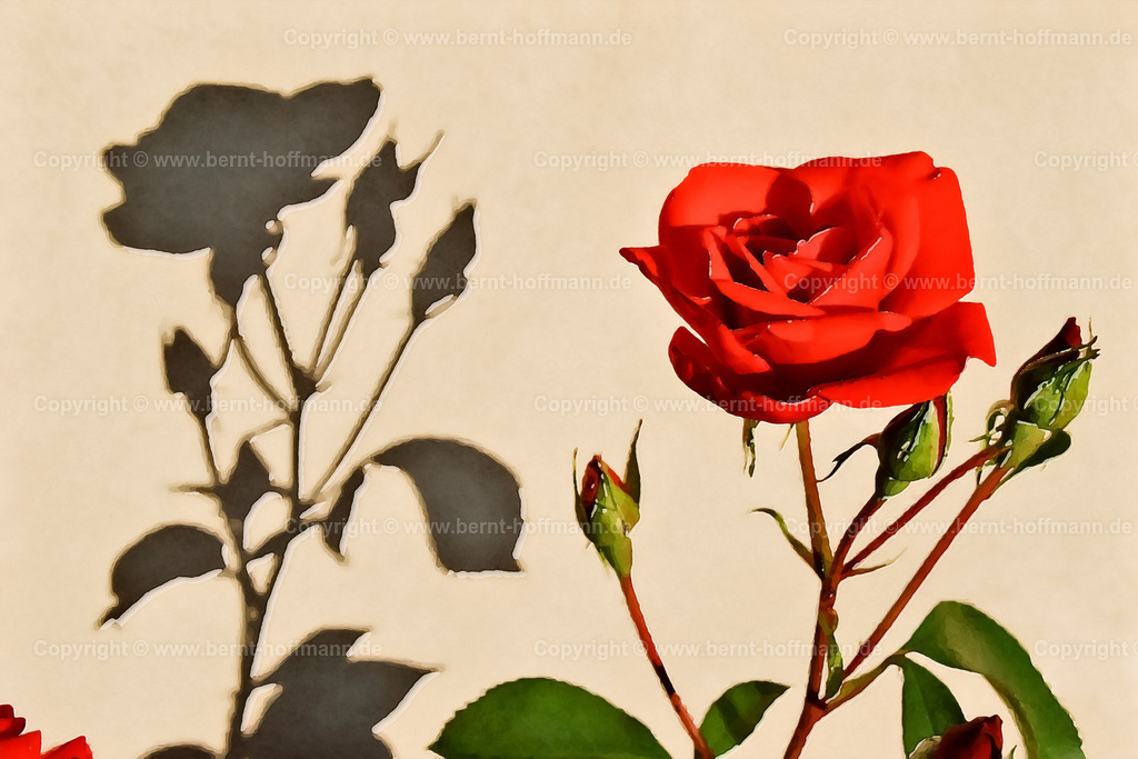PDM2_2305_Rose-rechts_180x120 | DIGITALKUNST. Schattenspiel einer Rose. __ Blüte und Knospen einer roten Rose und deren Schatten auf einer Hauswand. __ Seitenverhältnis = 3 zu 2 - Realisiert mit Pictrs.com