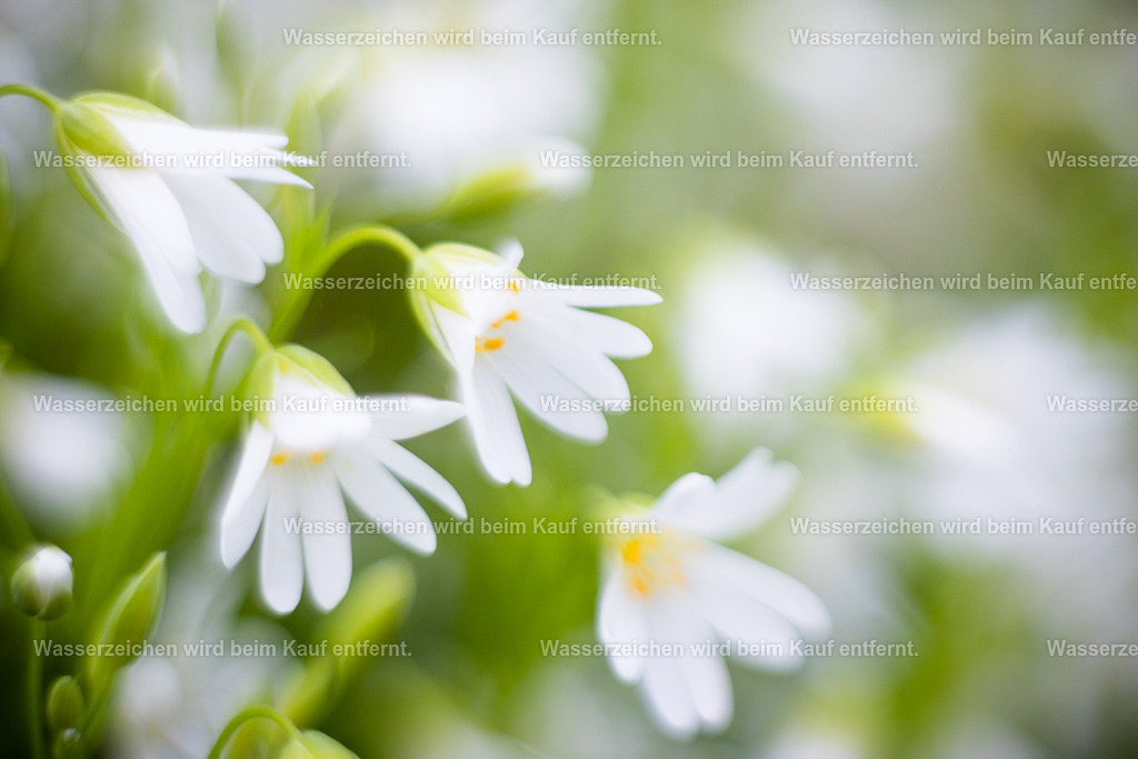 Elfentanz | Die Botschaft zum Bild lautet: Der Tanz der Elfen bringt dir Leichtigkeit für dein Leben. Siehe die Reinheit in diesem Bild.