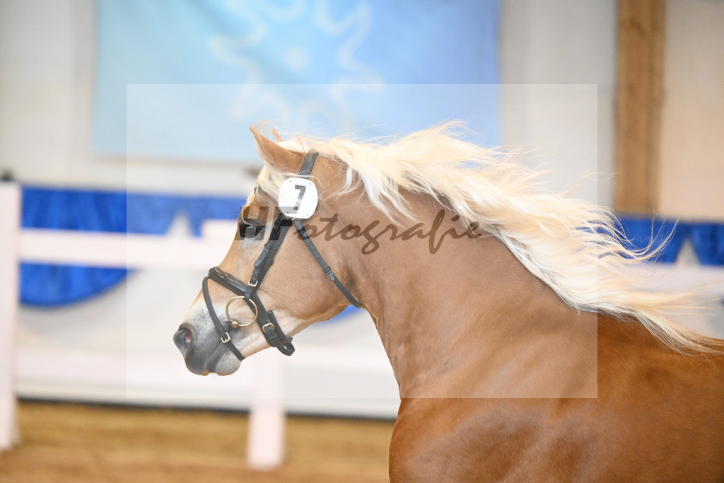 Kat-Nr. 7 Nachtprinz v. Nachtstolz_Schwarz_60220063 | hf-fotografie - Realisiert mit Pictrs.com