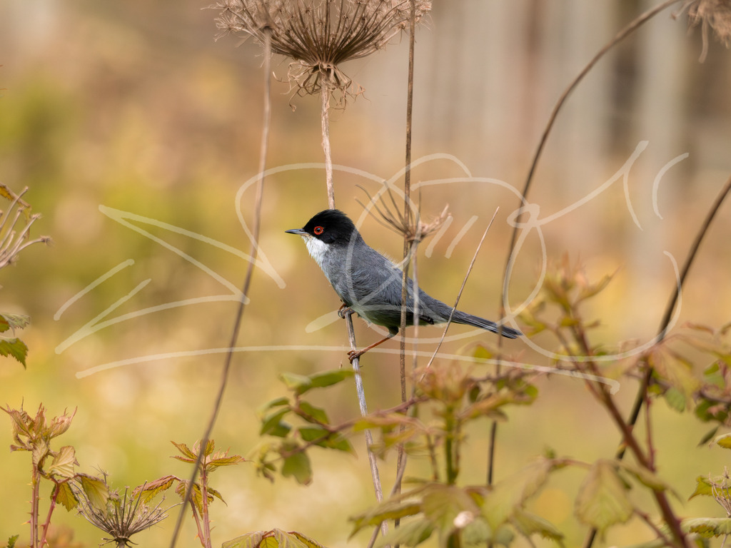 Samtkopfgrasmücke  | Diese Vogelart ist hier nicht heimisch und das Bild wurde in der Toskana aufgenommen. Die Farben spiegeln die Vibes gut wieder.  - Realisiert mit Pictrs.com