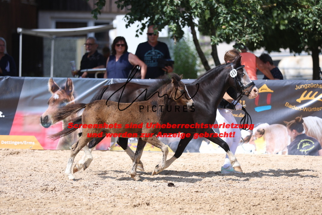 Fohlenschau_Schwäbisch_Hall_Ponys_KN 49_4 | lmwpictures - Realisiert mit Pictrs.com