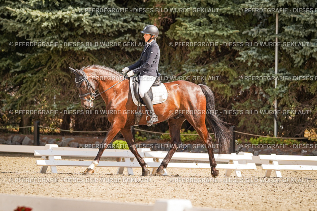 DSC00919 | Pferdegrafie