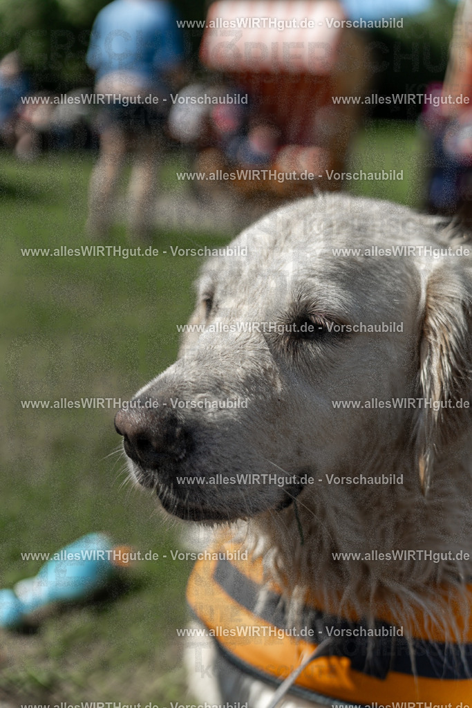 Hundeschwimmen_Volksbad_2026-allesWIRTHgut_Tierfotografie-2609061341-7R500894 | Professionelle Tierfotografie in Mönchengladbach von Daniel Wirth (allesWIRTHgut). Liebevolle & natürliche Bilder von Hunden & Katzen für unvergessliche Erinnerungen.